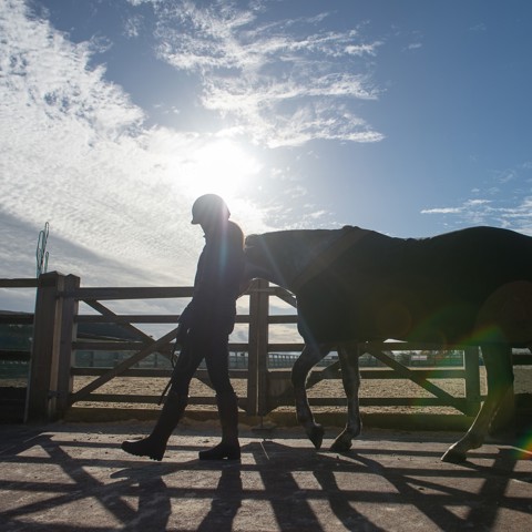 Horse being led in silhouette