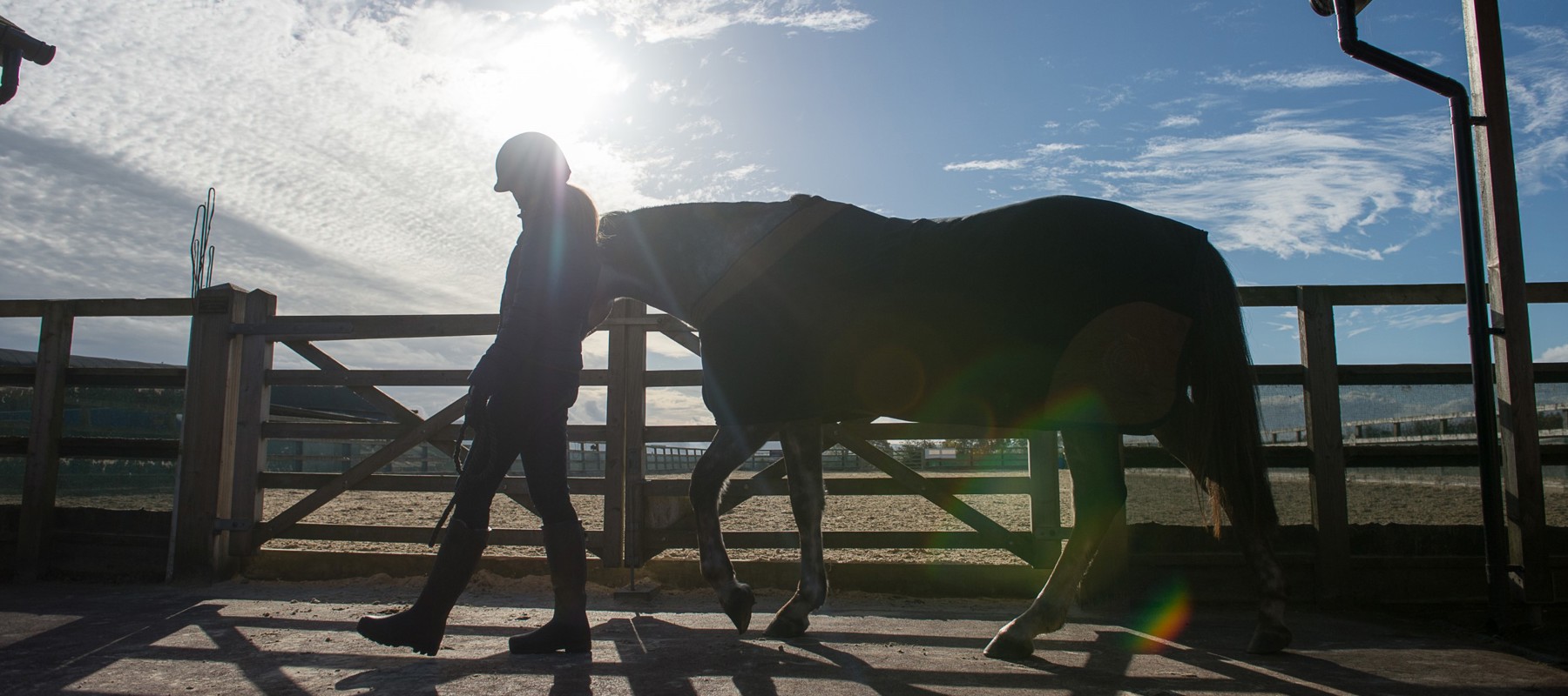 Horse being led in silhouette