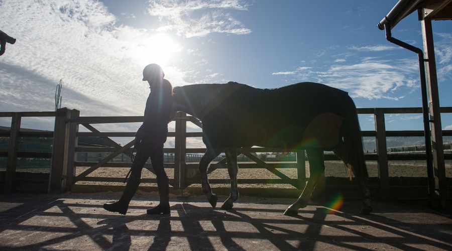Horse being led in silhouette