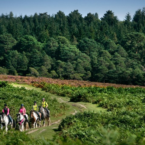 horse riding out in nature