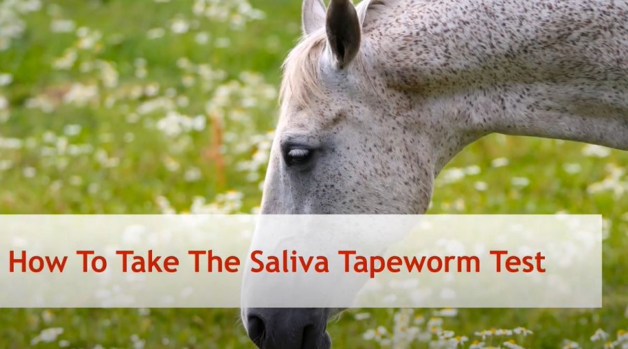 Saliva Tapeworm Test