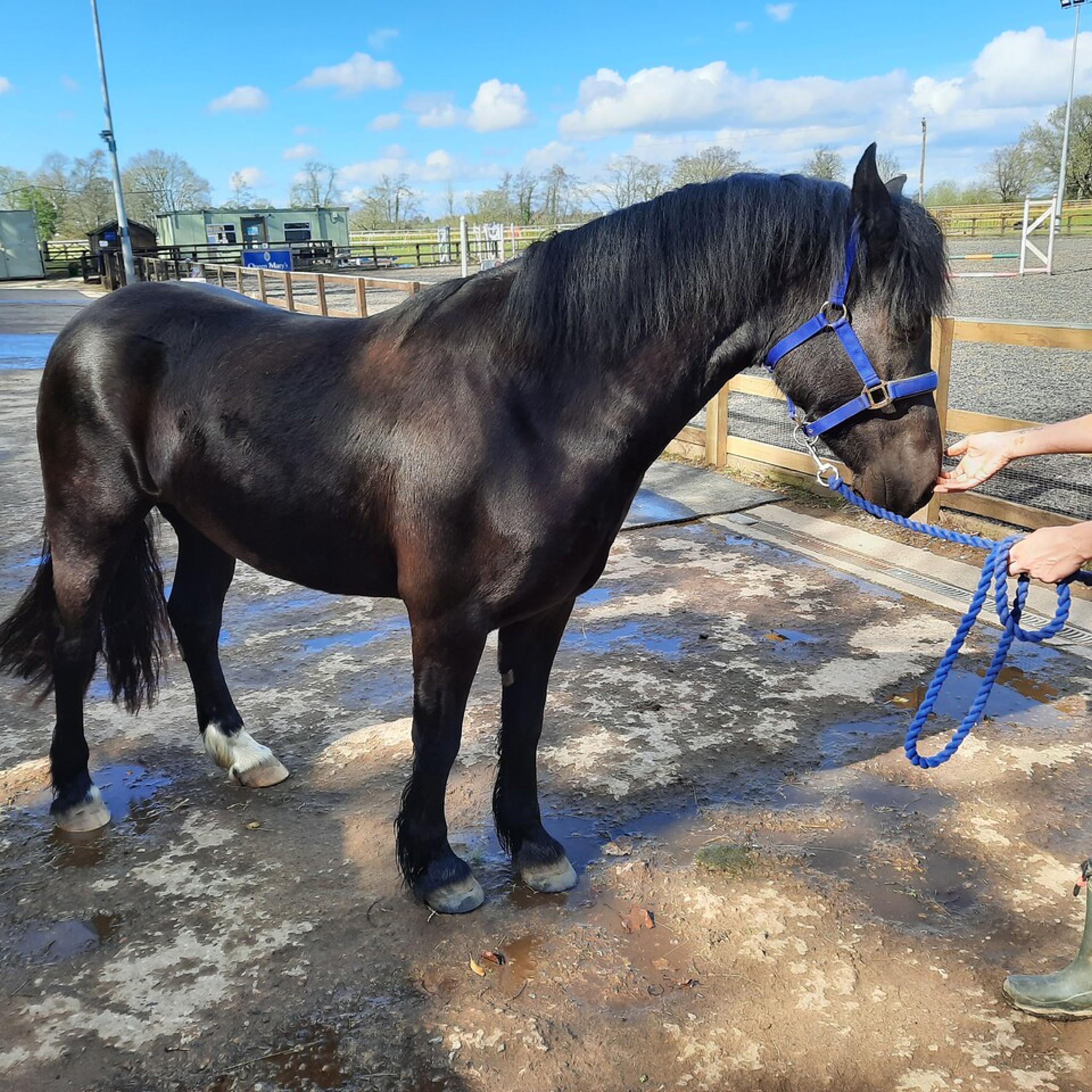Second Chance rehoming horses | The British Horse Society