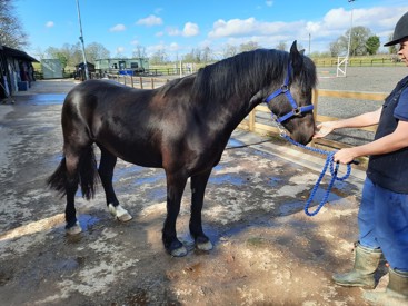 Horse standing in a yard, blue sky behind, being held by a groom with a blue bridle