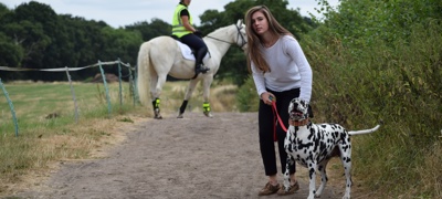 rider on a horse encountering a dog and his owner
