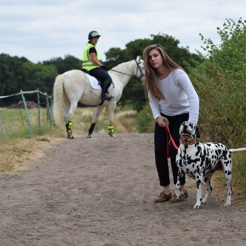 rider on a horse encountering a dog and his owner