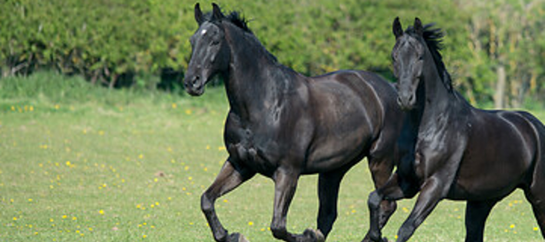 BLACK HORSES 230415 4