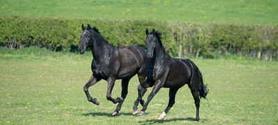 BLACK HORSES 230415 4