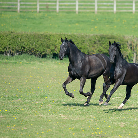 BLACK HORSES 230415 4