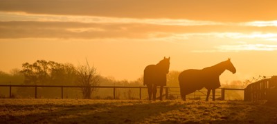 HORSES AT Sunrise 5233