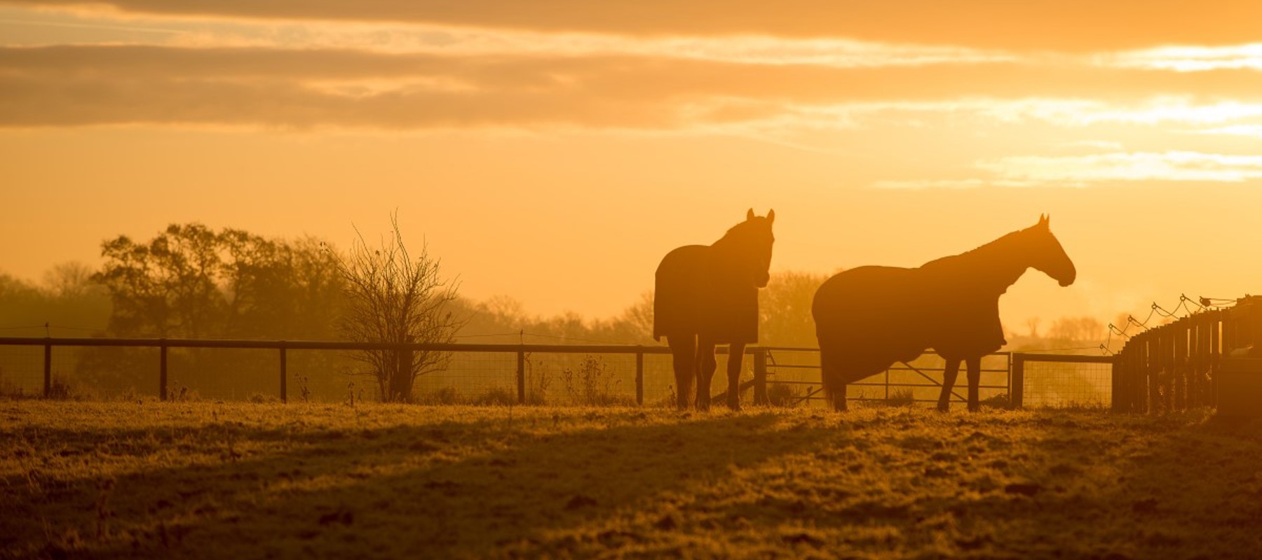 HORSES AT Sunrise 5233