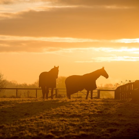 HORSES AT Sunrise 5233