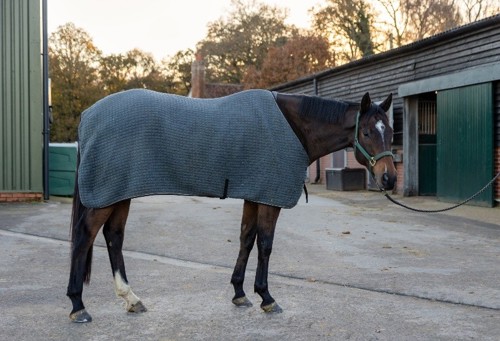 Bay horse stood wearing a cooler rug