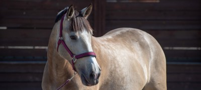 horse at a yard 