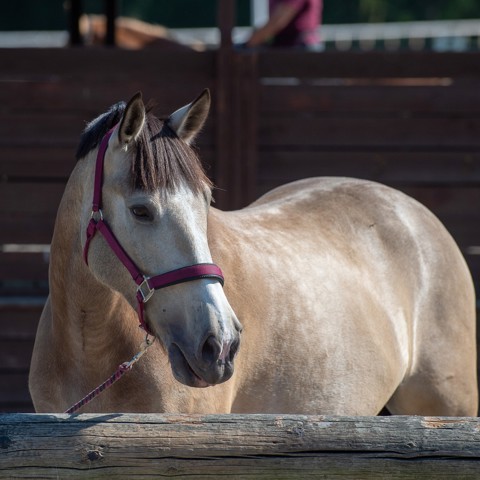 horse at a yard 