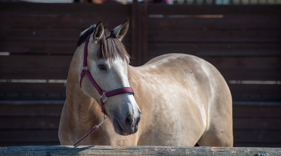 horse at a yard 