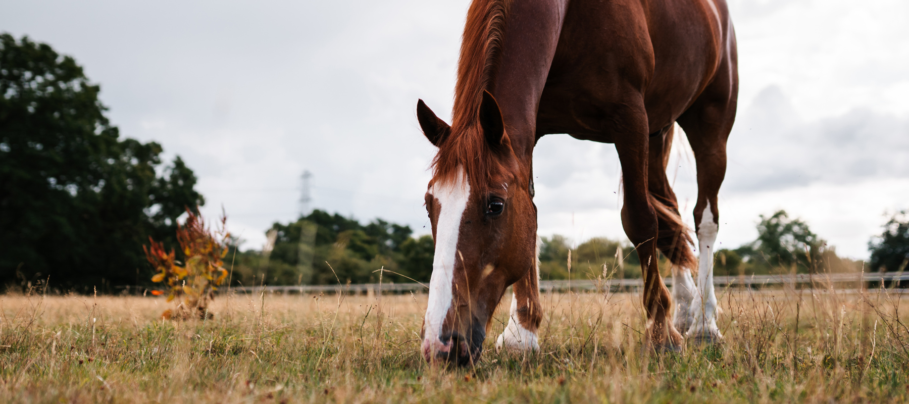 BHS Swallowfield Grazing Chestnut