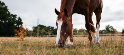 BHS Swallowfield Grazing Chestnut