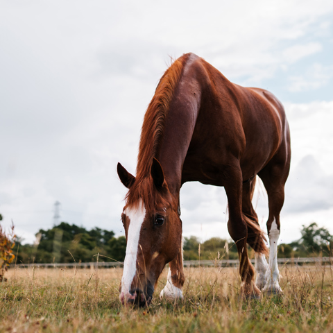 BHS Swallowfield Grazing Chestnut