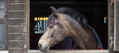 Horse In Stable