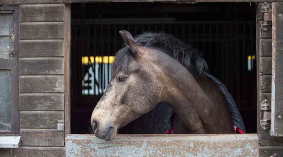 Horse In Stable