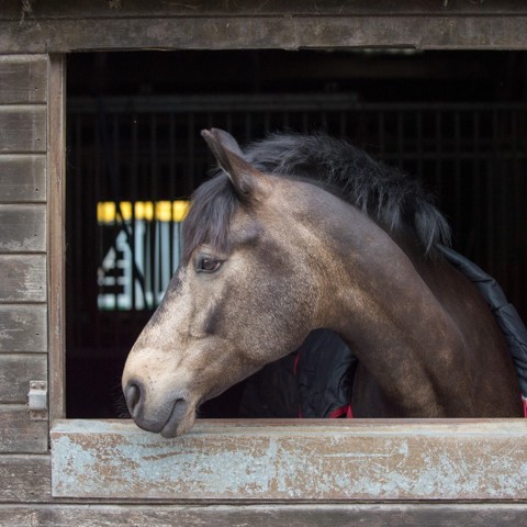 Horse In Stable