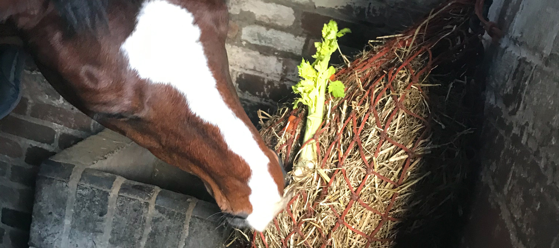 Haynet Enrichment Edited