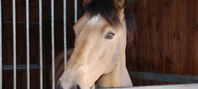 Newletter Horse