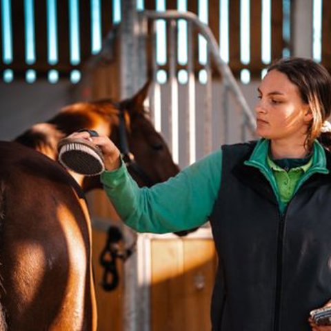 Hemps Green Sept 24 Woman Grooming Horse