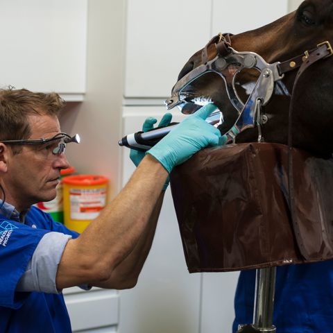 Dentistcheck (1)