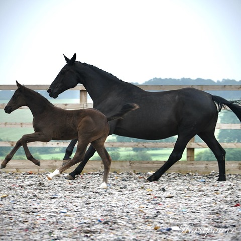 Linear Score Mare & Foal