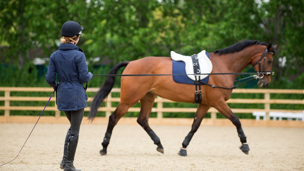 Stage 3 Lunge The British Horse Society