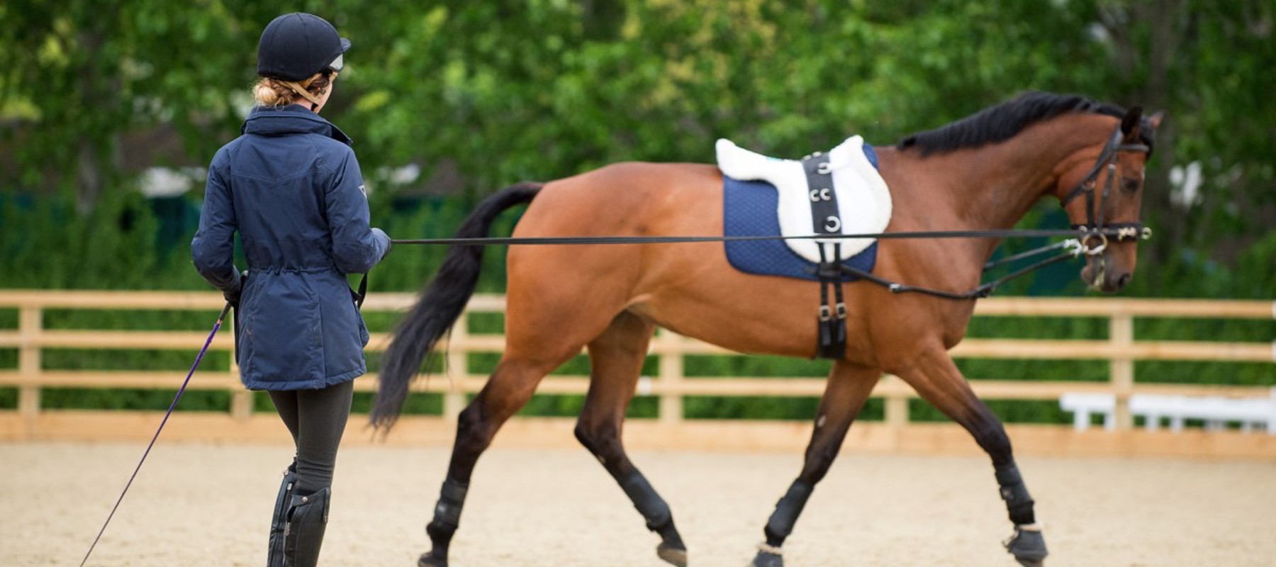 BHS accredited professional coach lungeing horse