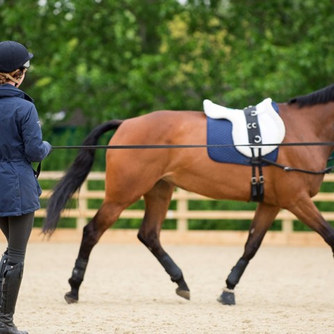 BHS accredited professional coach lungeing horse