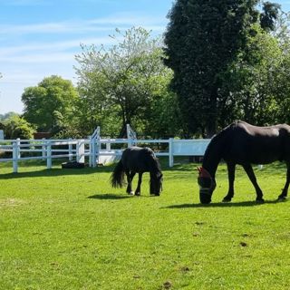 Second Chance rehoming horses | The British Horse Society