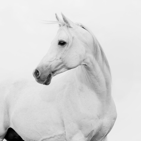 Grey Horse Different Angle