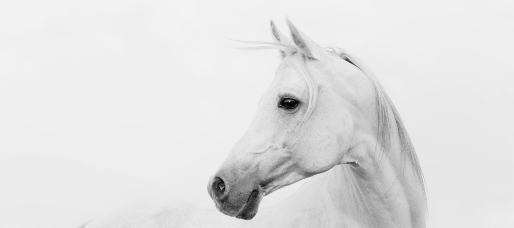 Grey Horse Different Angle