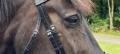 Modern Drop Noseband