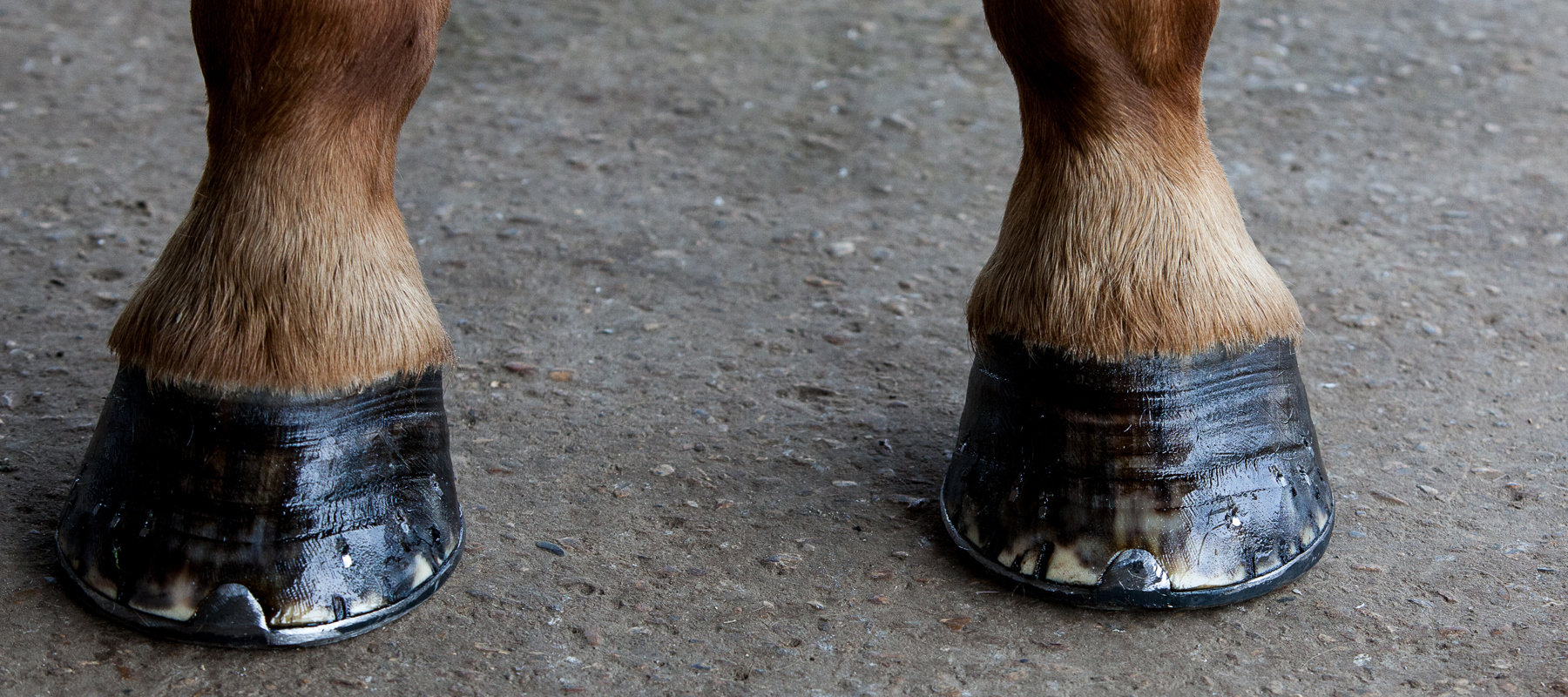 Hoof injuries and diseases The British Horse Society Hoof injuries and diseases The British Horse Society