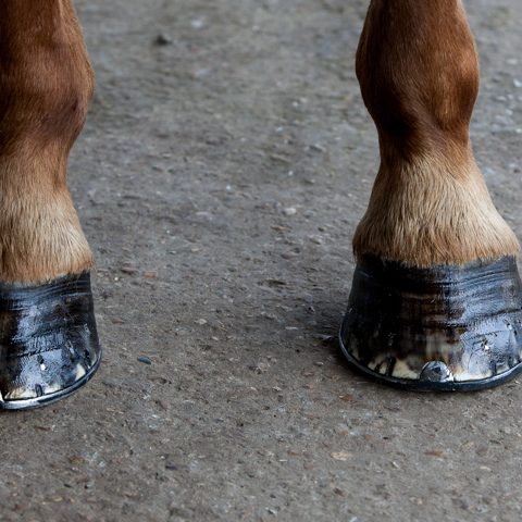 Hoof injuries and diseases