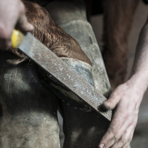 Farrier Filing Horses Hoof