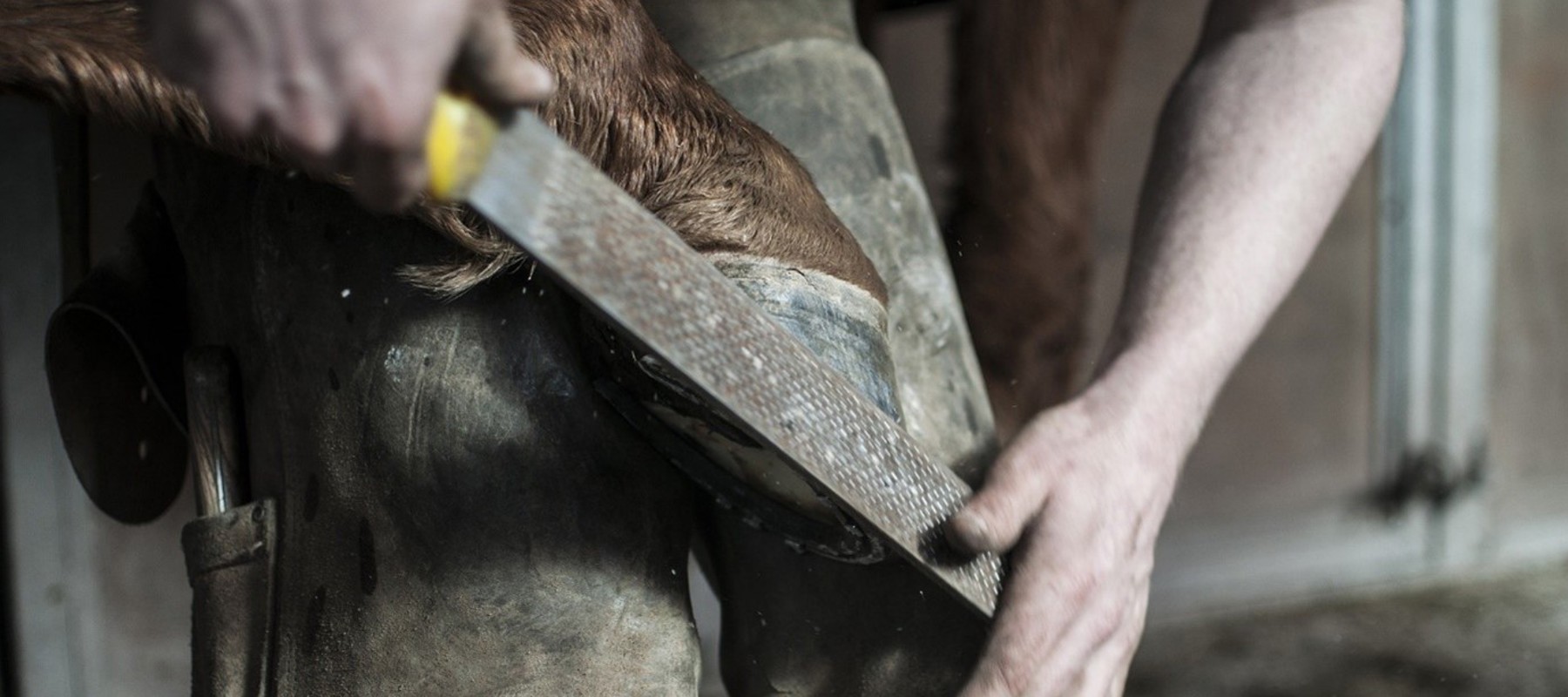 Farrier Filing Horses Hoof