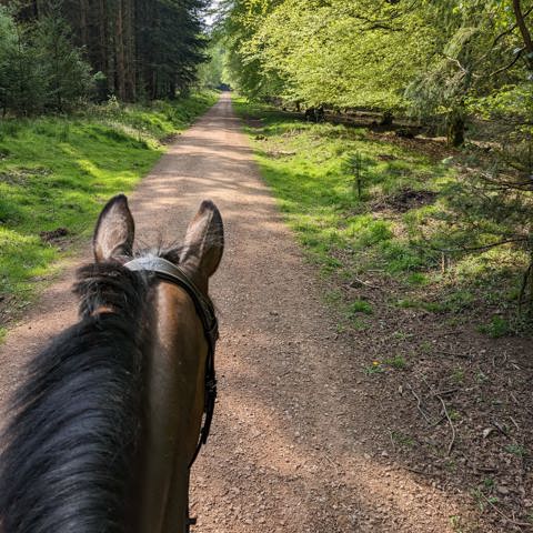Forest Of Dean 8