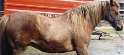 Laminitis280