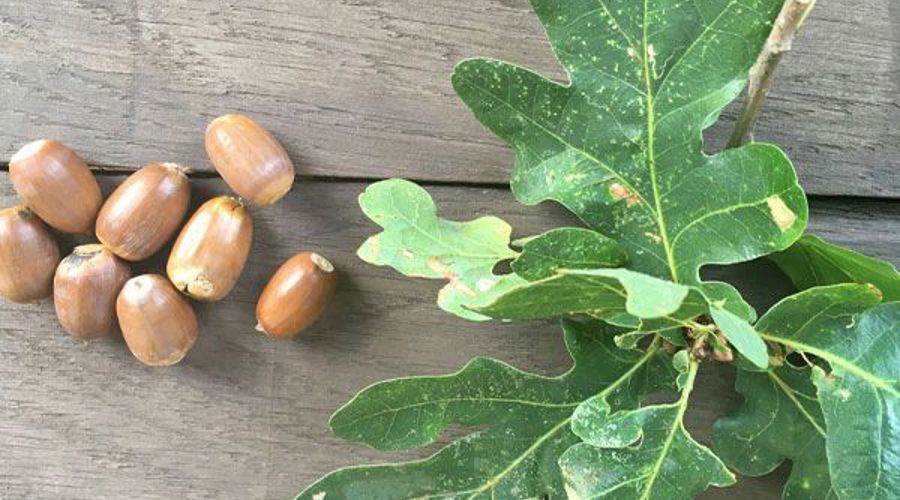 Acorns And Oak Leaves