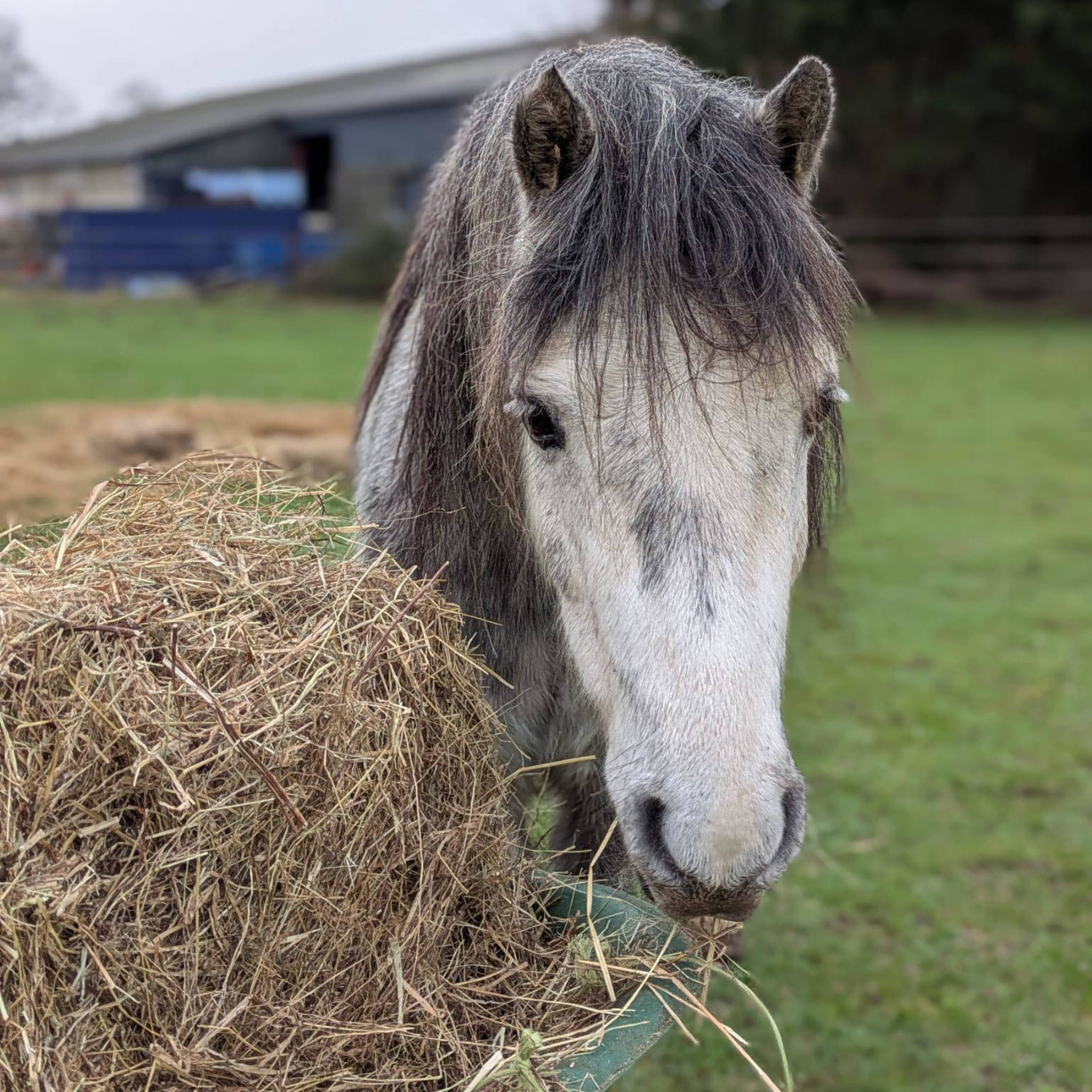 Second Chance rehoming horses | The British Horse Society