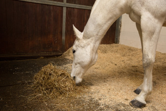 Horse eating hay from the floor