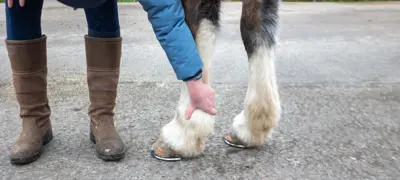 Checking Legs