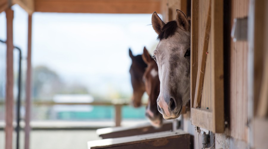 horses in the stables with their heads looking out