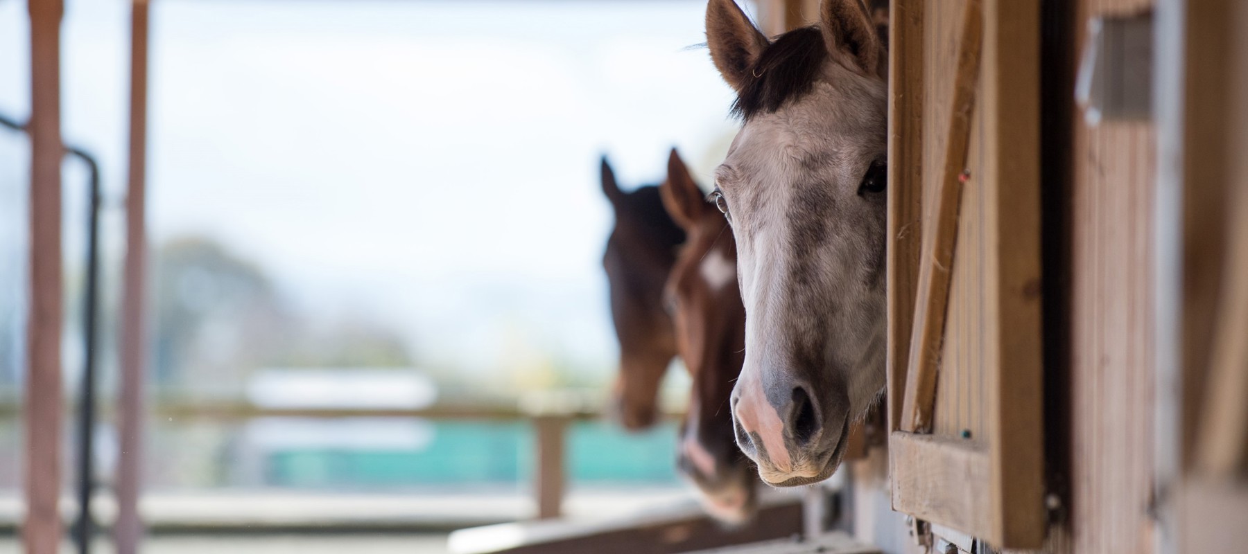 horses in the stables with their heads looking out