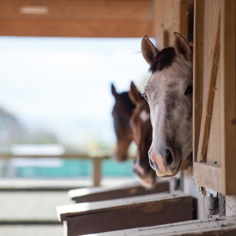 horses in the stables with their heads looking out